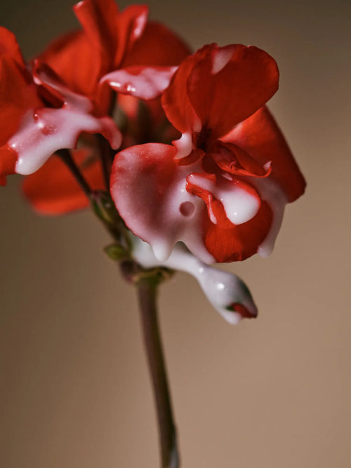 AROMATICA - Quinoa Protein Hair Ampoule