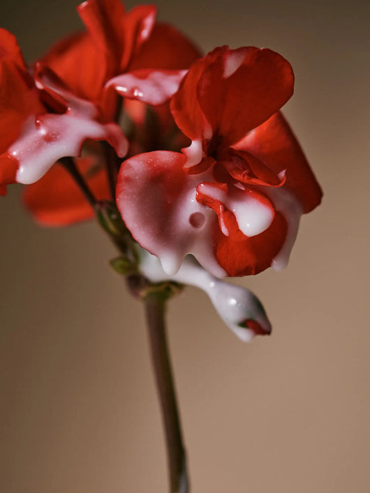 AROMATICA - Quinoa Protein Hair Ampoule