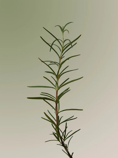 AROMATICA - Rosemary 3-in-1 Treatment